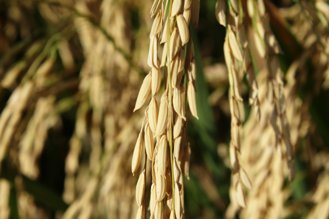 Valor de produção tem alta significativa em Mato Grosso do Sul