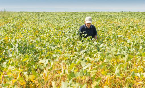 Soja: Programa de boas práticas planeja atingir 56% da produção nacional Foto: Divulgação