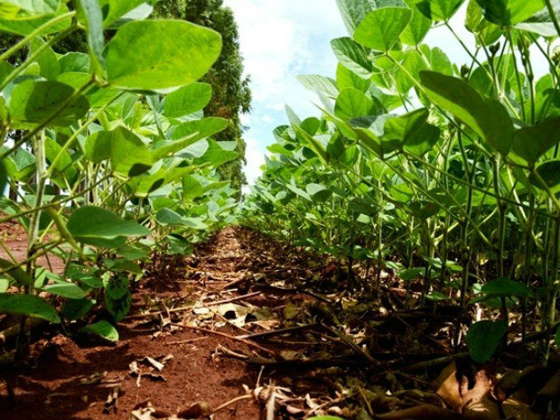 Termina nesta terça prazo para produtor declarar área de soja em MS (Foto: Divulgação)