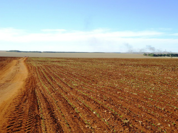 Área de plantio aumenta 1,9%, para 57,8 milhões de hectares