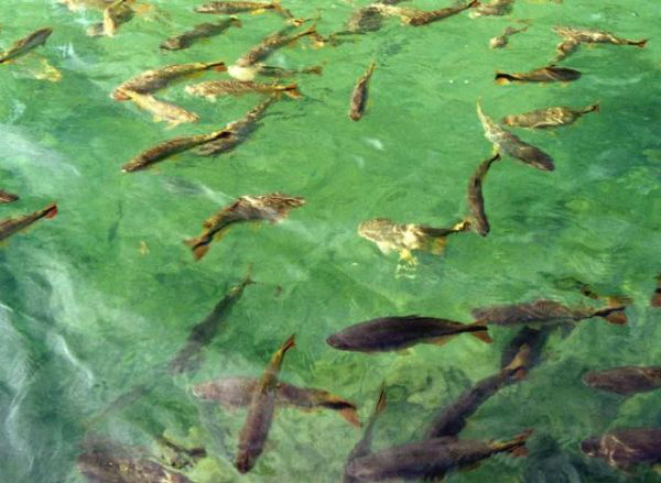 Em MS, colônia de pescadores de Corumbá aguarda início da piracema; veja vídeo