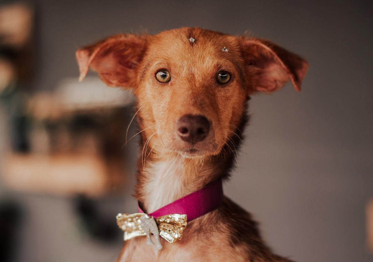 Feira de Adoção de Animais foi adiada novamente Uma das cachorrinhas que estão disponíveis para a adoção ./Foto: ONG Adote um Campeão de Quatro Patas