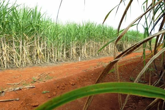 Previsão é que usinas do Centro-Sul  processem 67 milhões de toneladas de cana no ano   Elza Fiúza/Agência Brasil