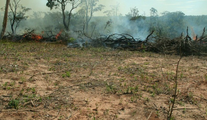 PMA autua seis por desmatamento ilegal, fecha carvoaria e aplica multa Foto: PMA