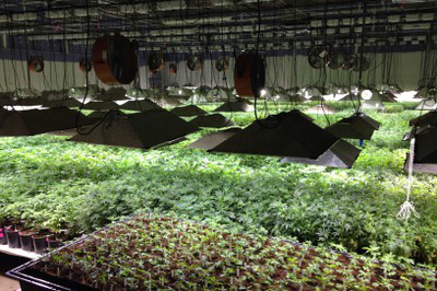 Galpão da Live Well, empresa autorizada pelo governo de Colorado que produz uma tonelada de maconha por mês