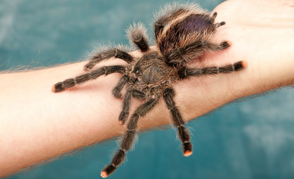 Animais também têm bichos de estimação; confira 5 casos a seguir: