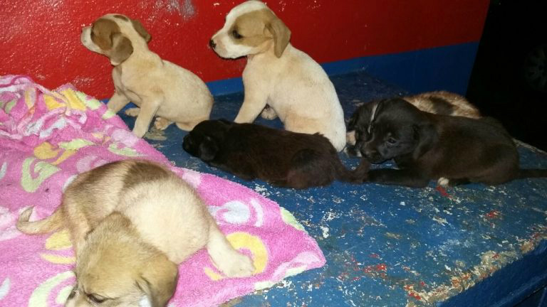 Homem é preso após abandonar saco com seis filhotes de cachorro em Apucarana(PR) (Foto: Divulgação)