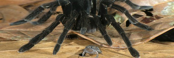 Animais também têm bichos de estimação; confira 5 casos a seguir: