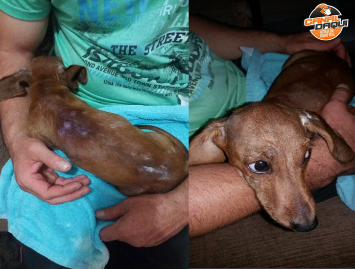 Amambai: Internauta flagra homem arrastando cachorrinho no centro da cidade (Foto: Canaldaqui)