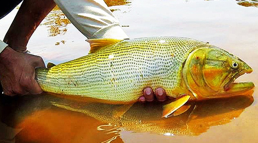 Reinaldo Azambuja sanciona lei que proíbe a pesca do dourado por cinco anos
