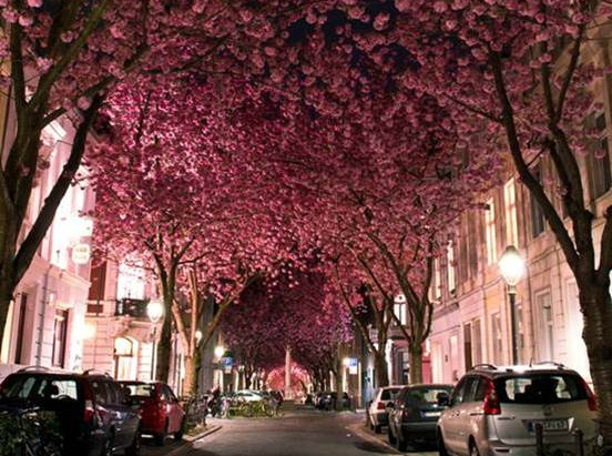 Túnel Cherry Blossom, Alemanha