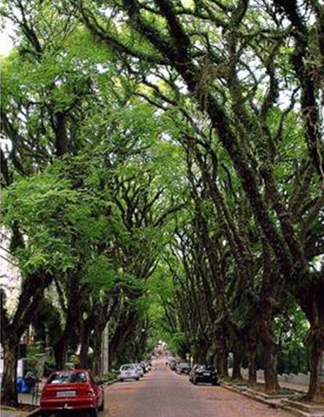Rua Gonçalo de Carvalho, Brasil