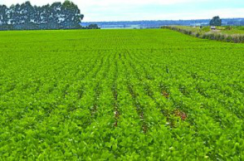 Cadastro de área plantada de soja é obrigatório / Foto: Famasul