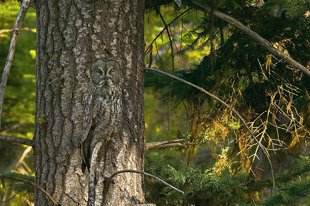 Conheça 20 animais que são mestres em se camuflar na natureza Crédito da imagem: Art Wolfe