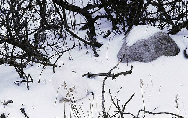 Conheça 20 animais que são mestres em se camuflar na natureza Crédito da imagem: Art Wolfe