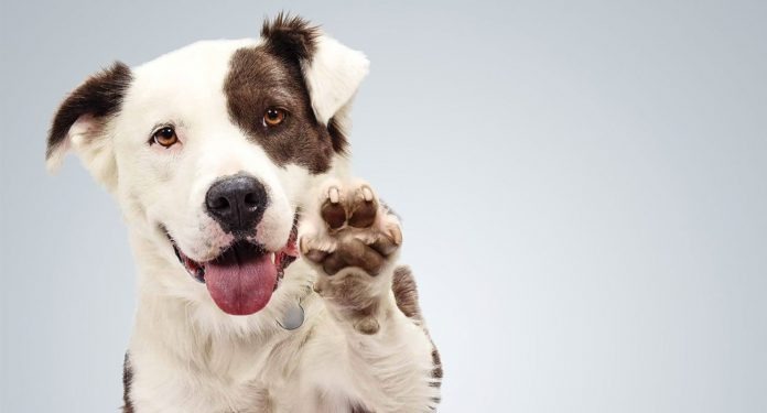 O que levar em consideração na hora de adotar um pet?