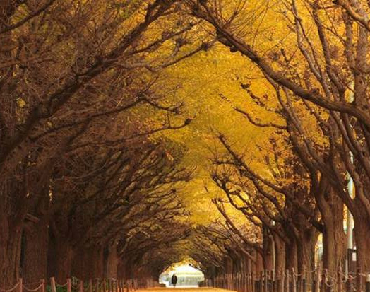 Túnel árvores ginkgo-bilobas, Japão