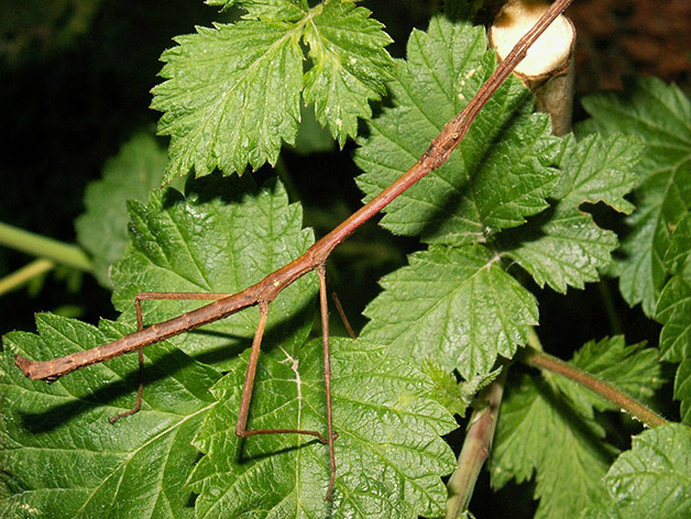 Conheça 20 animais que são mestres em se camuflar na natureza Créditos da imagem: phasmatodea.cz