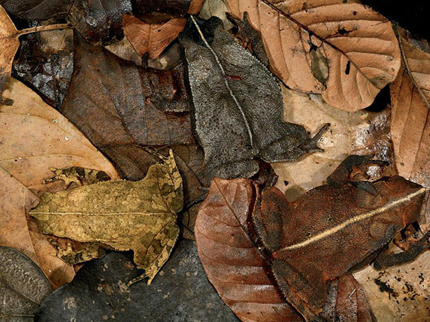 Conheça 20 animais que são mestres em se camuflar na natureza Créditos da imagem: photography.nationalgeographic.com
