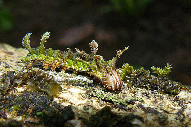 Conheça 20 animais que são mestres em se camuflar na natureza Créditos da imagem: Arthur Anker