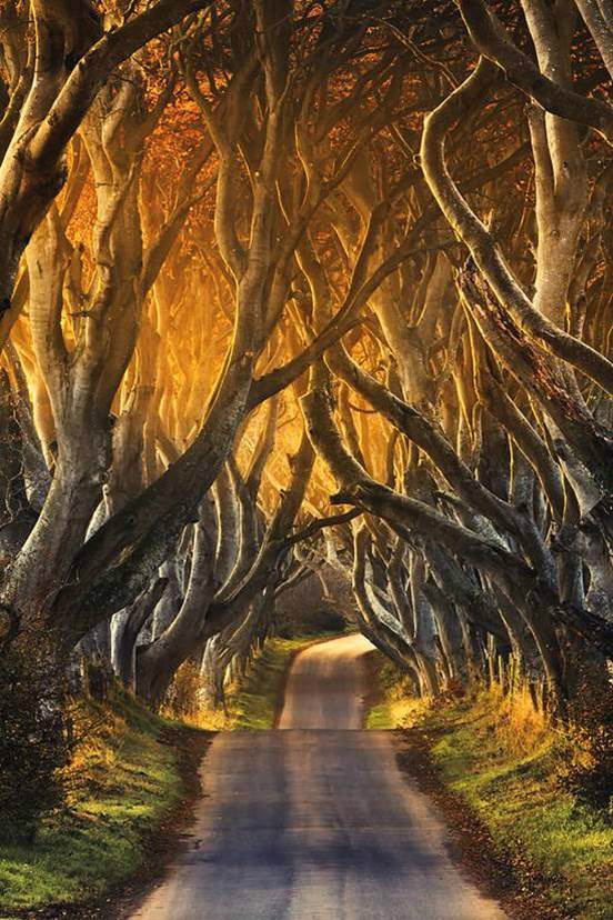 As faias, Irlanda do Norte