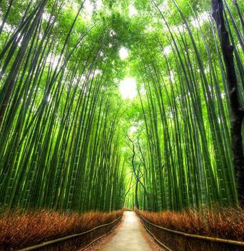 Caminho de bambu, Japão