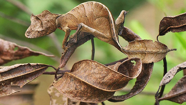 Conheça 20 animais que são mestres em se camuflar na natureza Créditos da imagem: dailymail