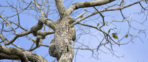 Conheça 20 animais que são mestres em se camuflar na natureza Créditos da imagem: dailymail