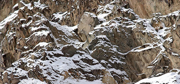 Conheça 20 animais que são mestres em se camuflar na natureza Créditos da imagem: raghu chundawat