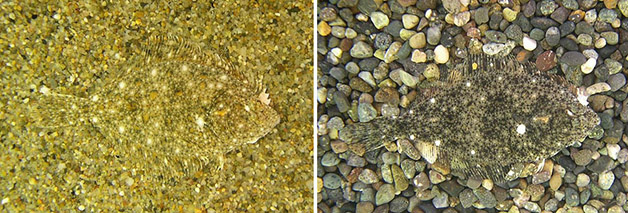 Conheça 20 animais que são mestres em se camuflar na natureza Créditos da imagem: domhyde.wordpress.com