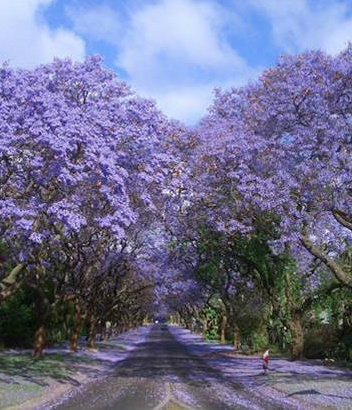 Jacarandas, África do Sul