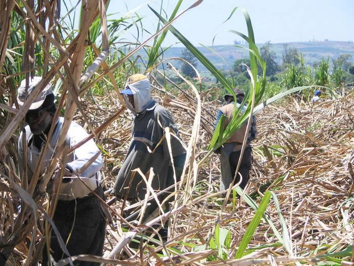 O trabalho indígena na Usina Nova América, em Caarapó