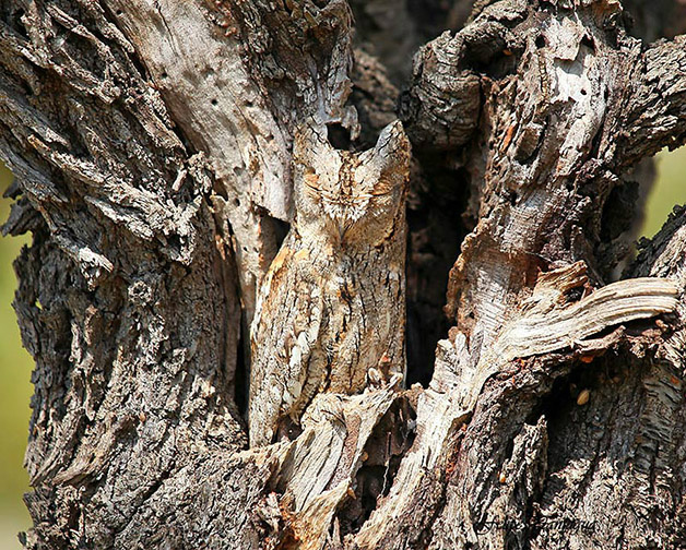 Conheça 20 animais que são mestres em se camuflar na natureza Créditos da imagem: eoiarucasadvancedone.blogspot