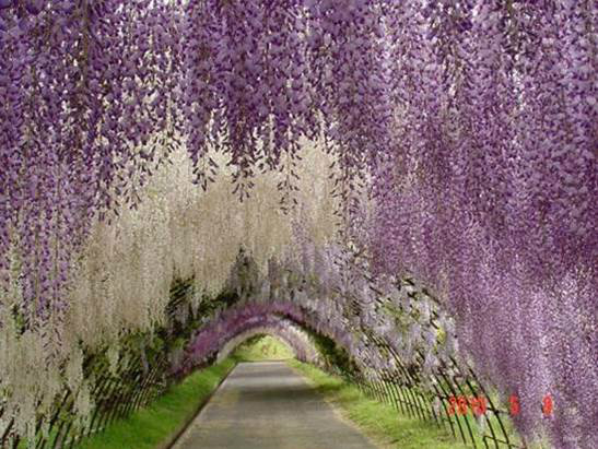 Tunel das Glicínias, Japão