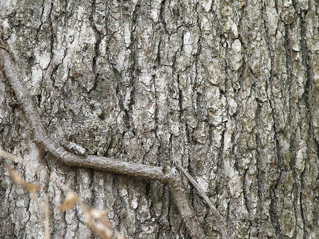 Conheça 20 animais que são mestres em se camuflar na natureza Créditos da imagem: earthwatch2.org