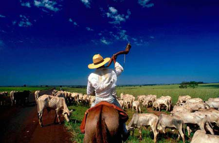 A agropecuária é um grande precursor da economia local.