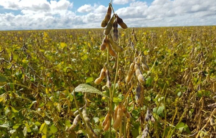 Com chuvas contínuas, colheita da soja está atrasada e chega a 22% em MS Com chuvas contínuas, colheita da soja está atrasada e chega a 22% em MS
