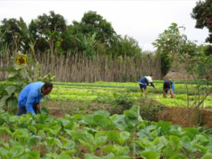 Agricultura familiar já é praticada por 72,7 mil agricultores em MS