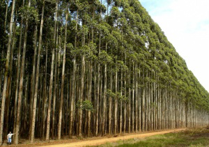 Cresce demanda por capacitação ao cultivo de eucaliptos em MS