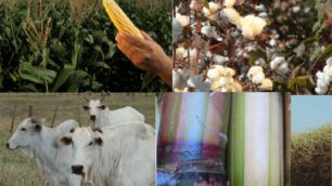 PIB do agronegócio cresce 3,13% no primeiro semestre de 2013 PIB do agronegócio cresce 3,13% no primeiro semestre de 2013