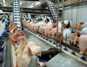 Exportações de carne de frango sobem 80% em Mato Grosso do Sul Exportações de carne de frango sobem 80% em Mato Grosso do Sul