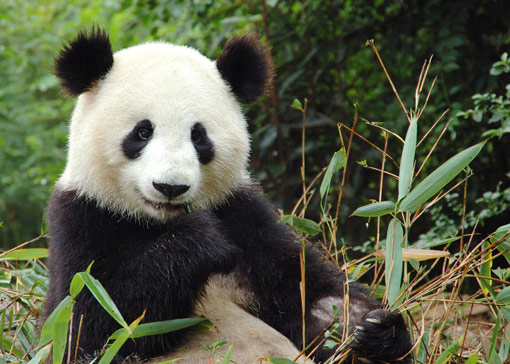 Ecoturismo pode ajudar a proteger pandas na China