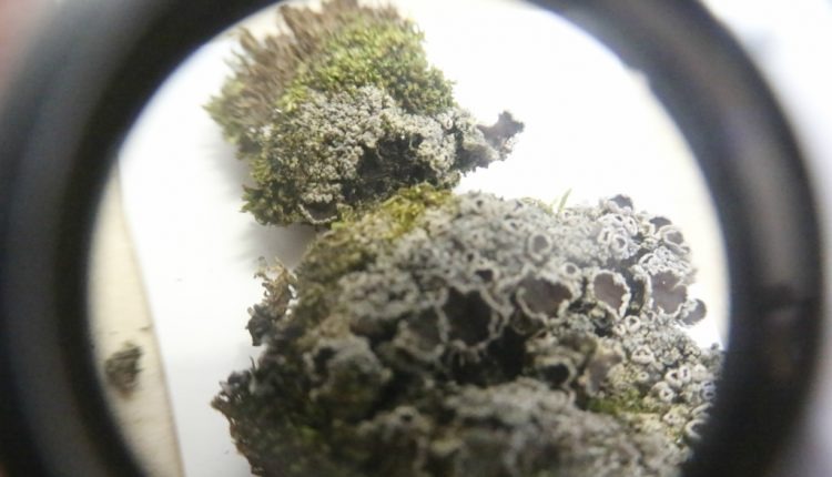 Foto: Marcos Ermínio