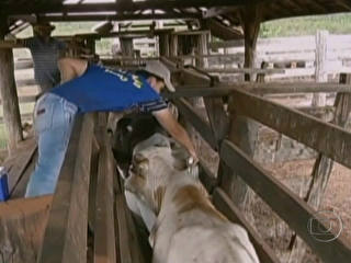 Pecuarista vacina gado contra aftosa na fronteira do Brasil com Paraguai