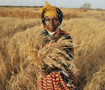 Estado da Insegurança Alimentar no Mundo. Foto: FAO