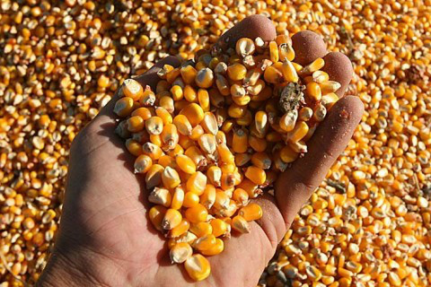 Saiba como as mudanças no de preços de soja e milho impactam o agronegócio