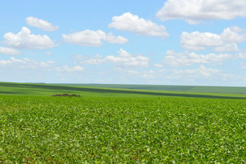 Área de soja deve crescer 4% na safra 14/15, estima Safras e Mercado Foto: Assessoria de Imprensa Sistema Famasul