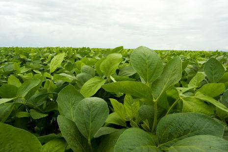 Falsa virose da soja alerta produtores do MS (Foto: Uagro)