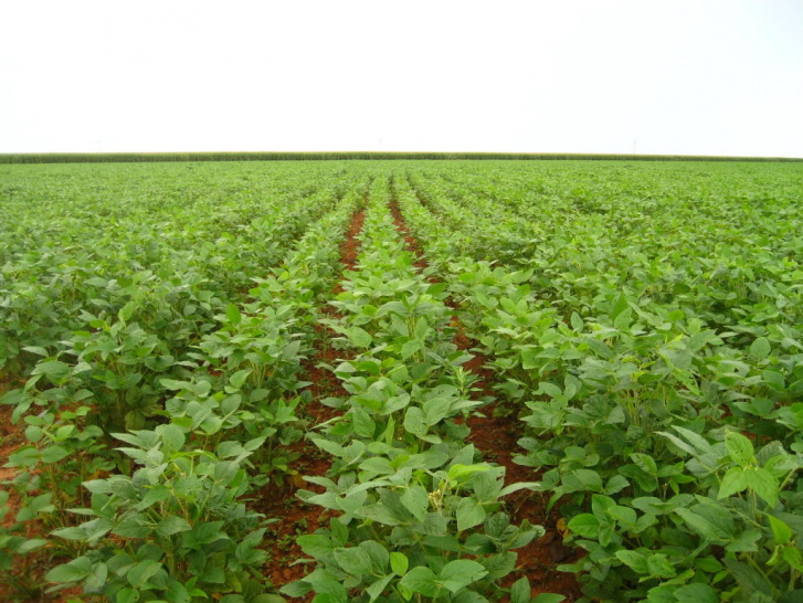 Área de soja deverá crescer entre 2,1% e 3,8% em 2015/2016 Área de soja deverá crescer entre 2,1% e 3,8% em 2015/2016