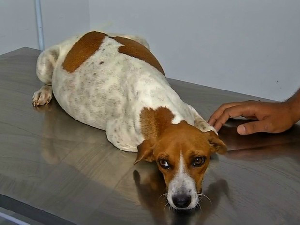 Cadela que passou 1 mês em hospital à espera de dono em MT adoece Belinha está com inchaço abdominal e teve hipotermia (Foto: Reprodução/ TVCA)